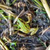 GRENOUILLE VERTE. Forêt d'Orléans. FABRICE GODET